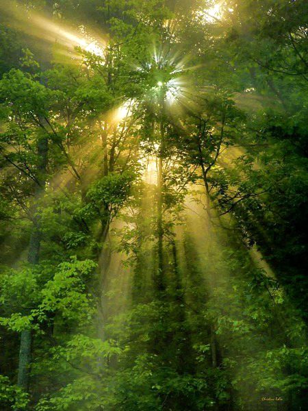 Beautiful Nature image
