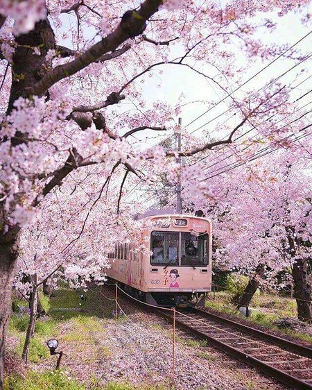 Beautiful Nature image