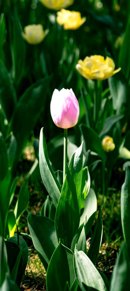 Beautiful Nature image