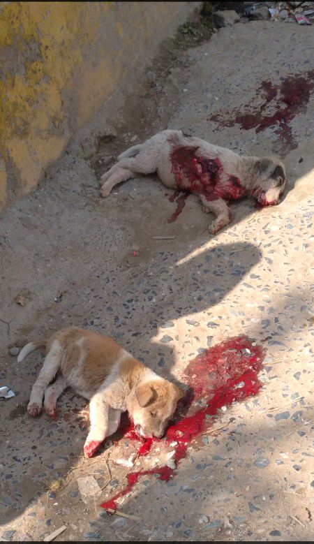 جو زمین والوں  پر رحم نہیں کرتا،آسمان والا اس پر رحم نہیں کرے گا۔😥😥🙁
 ZaRRaaR💔🥀