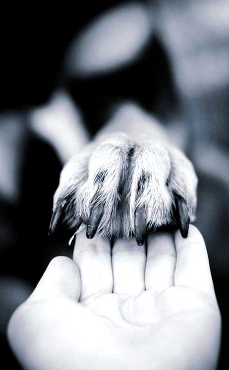 نفرت وہ واحد جذبہ ہے جس کو کبھی بھی ثابت نہیں کرنا پڑتا ہے↝💯 
🖤