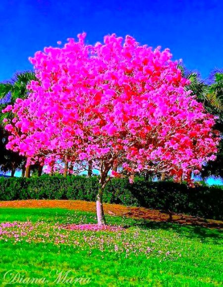 Beautiful Nature image