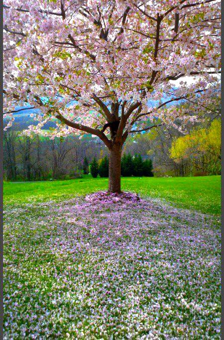 Beautiful Nature image