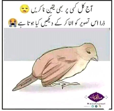 Memes & Satire image