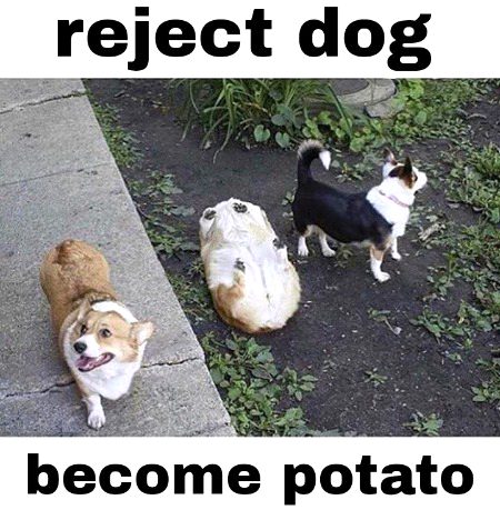 Memes And Satire