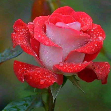 Beautiful Nature image