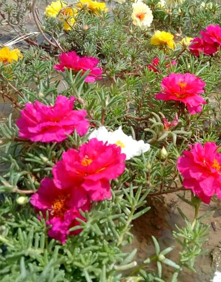 Beautiful Nature image