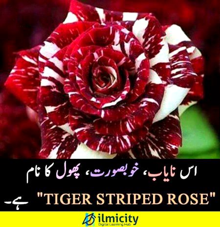 Beautiful Nature image