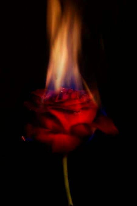 دھوکہ دینا تو محبت والوں کی رسم وفا ہے فراز 
پھول خوشبو کے لئے ہوتے تو لوگ جنازے پہ نہ ڈالتے