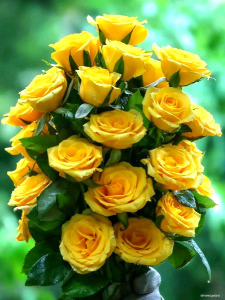 Mny  Rose boht achy lgty hai