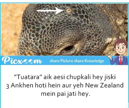 Damadam.Pk