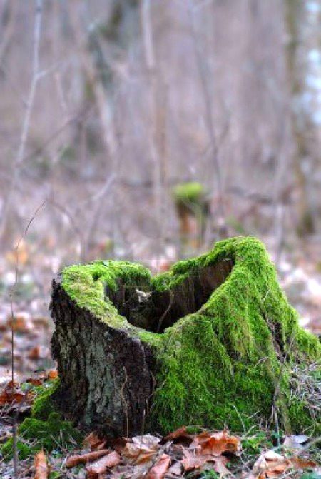 Beautiful Nature image