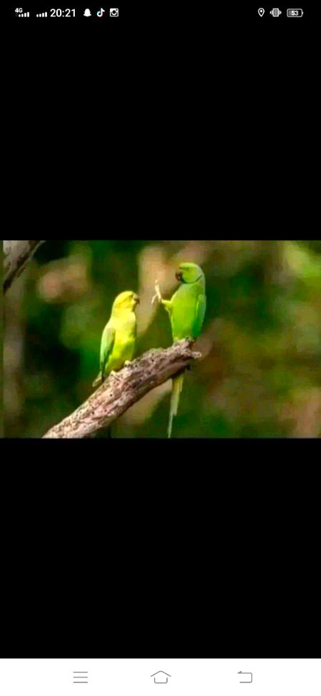 یہ طوطا اپنی طوطی سے کیا کہہ رہا ہوگا🙁🙄 اپنا اپنا ذہن لڑائیں۔۔۔۔
🦚🦋