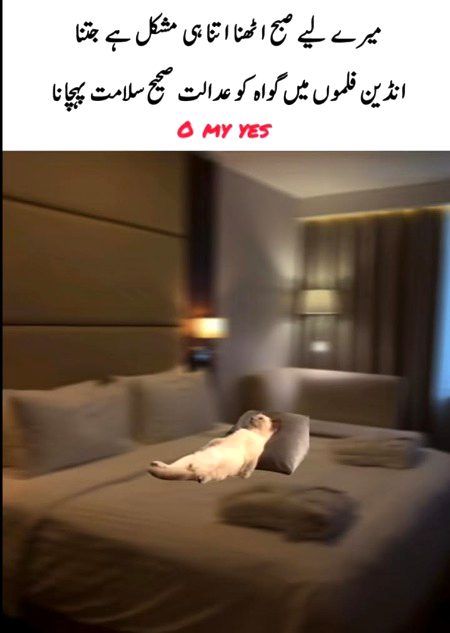 Memes & Satire image