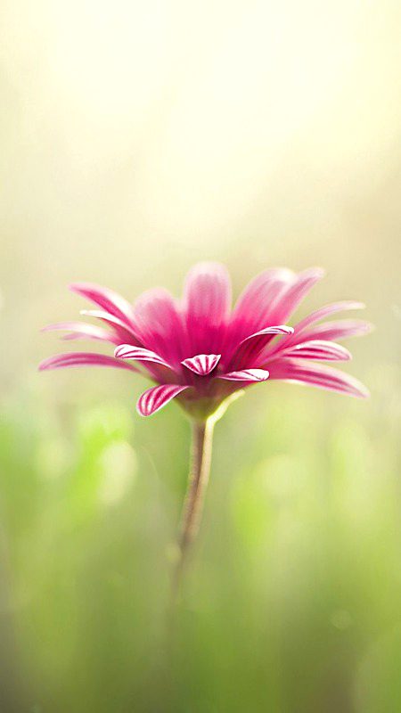 🌷🌸🌺💮🌷🌸🌺💮,.