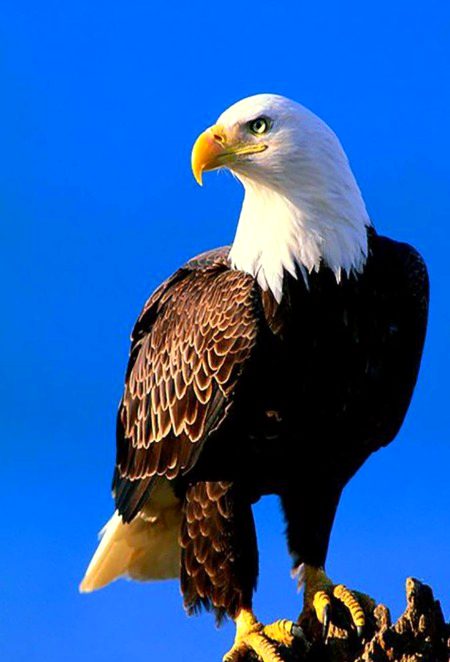 Beautiful Nature image