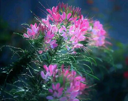 Beautiful Nature image