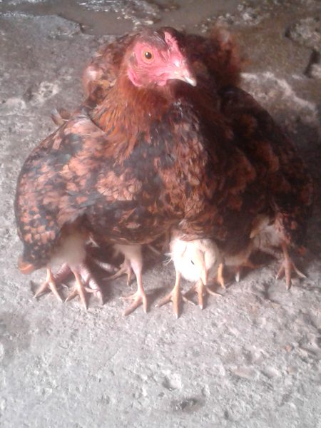 Barsato k karnnn,,,,, morgi apny cozzo ko kse trha chopaa ky Bethè hin so sowet