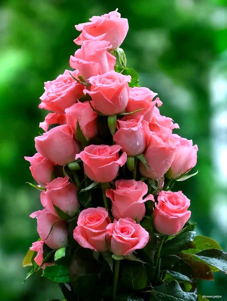 Beautiful Nature image