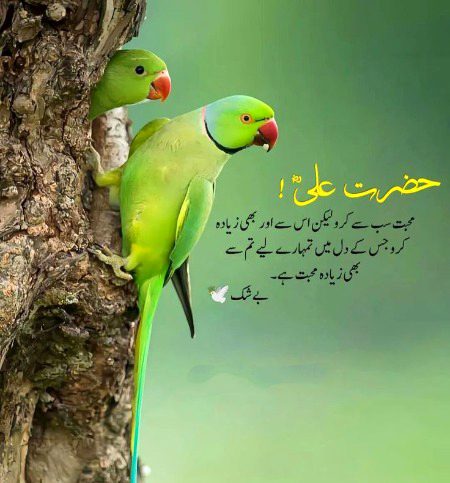 Beshak 🌺🌺🌺