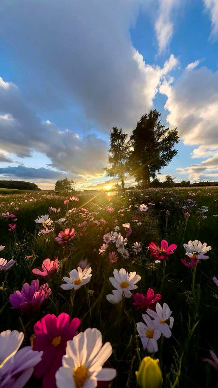 Beautiful Nature image