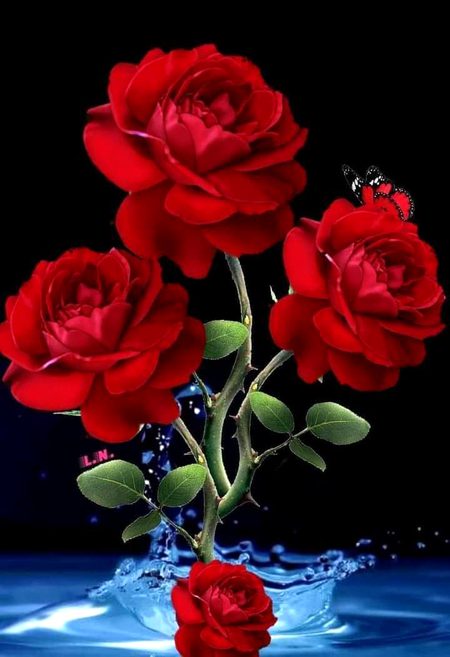 Nice roses😍