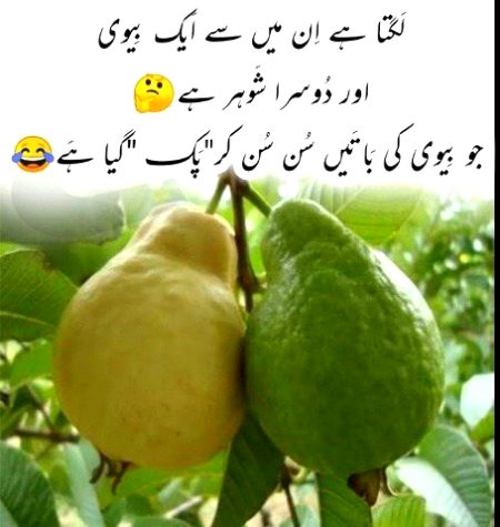 Memes & Satire image