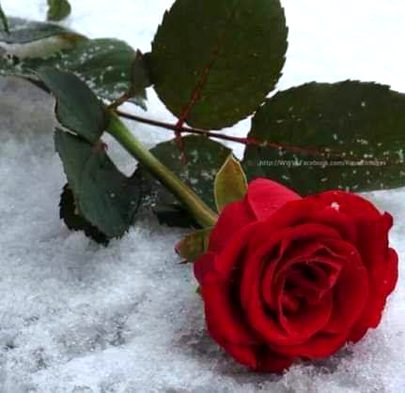 Beautifull rose💞💞