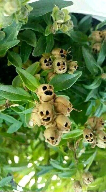 The strangest plants in the world that you will never see
🍃🌱💚