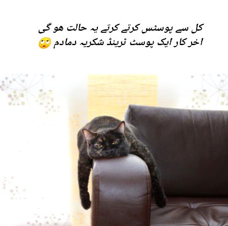 Memes & Satire image