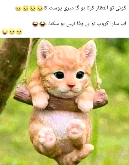 Memes & Satire image