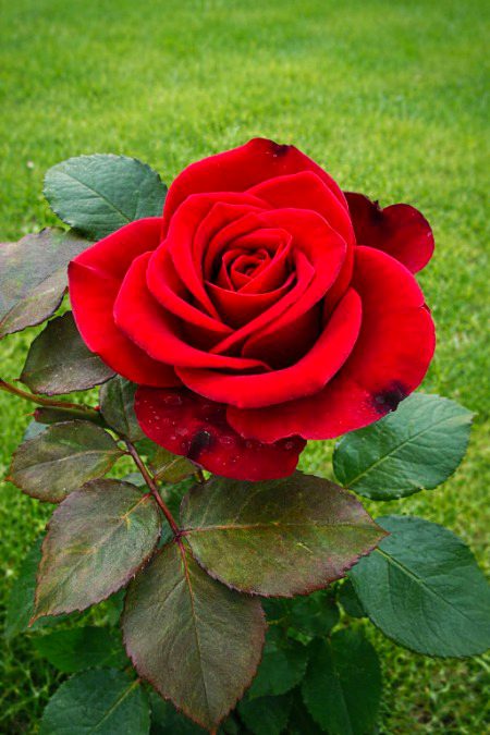 Beautiful Nature image