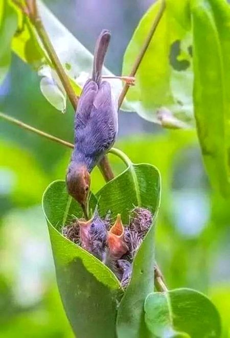 Beautiful Nature image