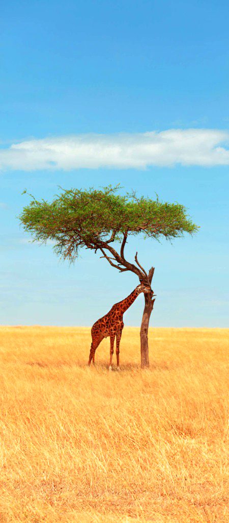 Beautiful Nature image