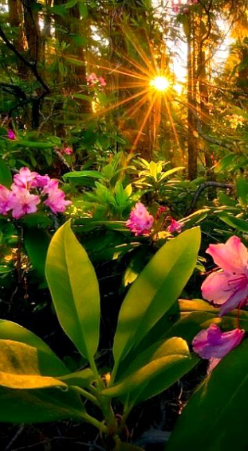 Beautiful Nature image
