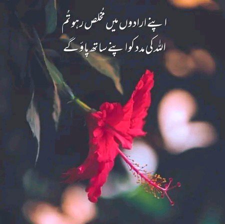 Islamic Quotes image