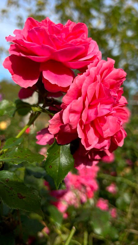 Beautiful Nature image