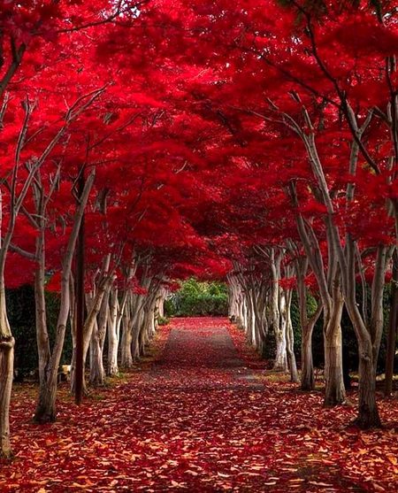 Beautiful Nature image