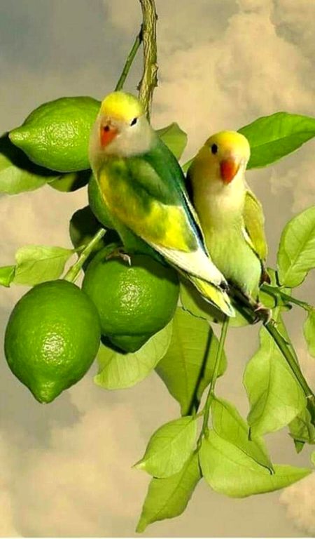 Beautiful Nature image