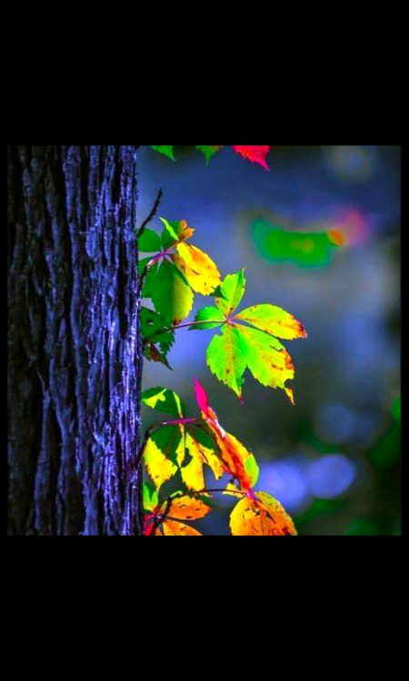 Beautiful Nature image