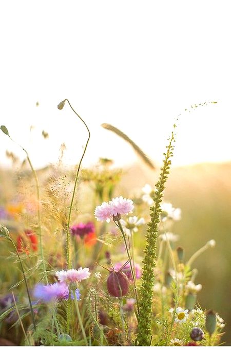 Beautiful Nature image
