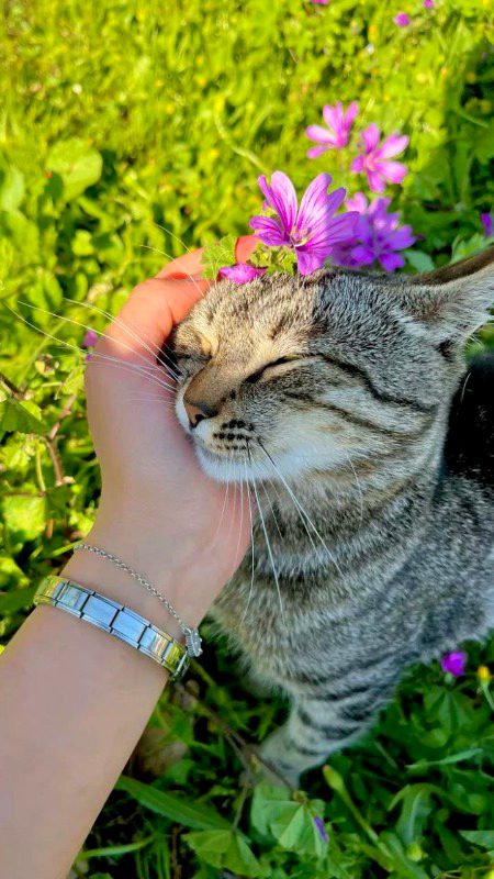 ... Cat lover ❤️🎀🧸 ...