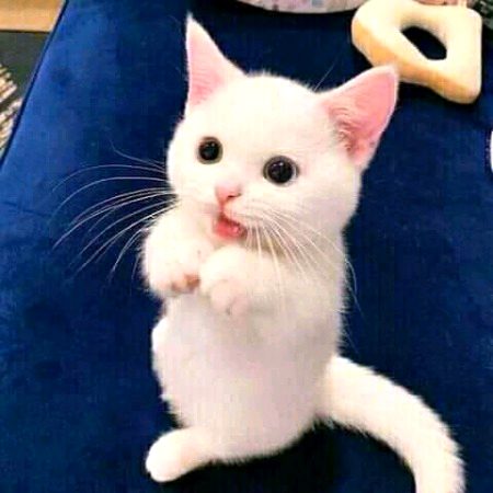 So cute 🐈 beautiful nature