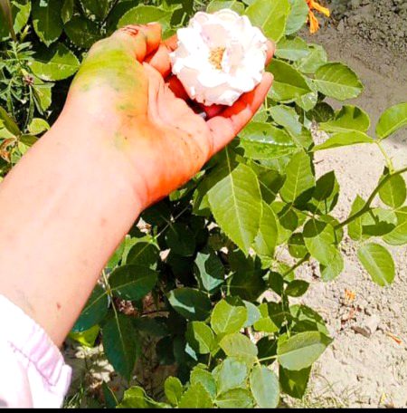 Beautiful Nature image