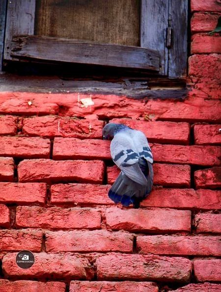 آخری خط بھی اس کاخالی تھا
!...اور میں  لڑ پڑا کبوتر سے