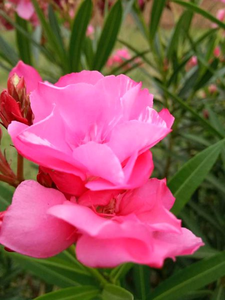 Beautiful Nature image