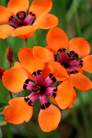 Beautiful Nature image