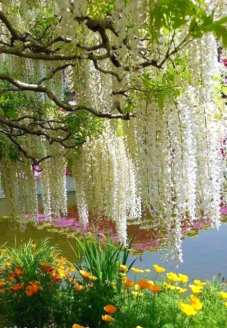 Beautiful Nature image