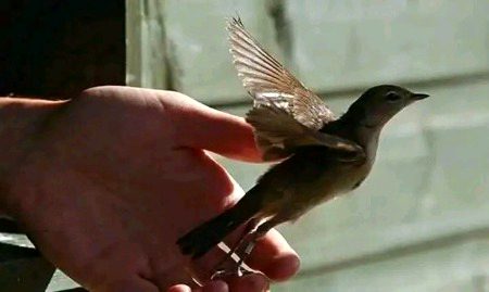 ہر الوداع میں دونوں نہیں روتے
روتا وہی ہے جو رکنا چاہتا ہے