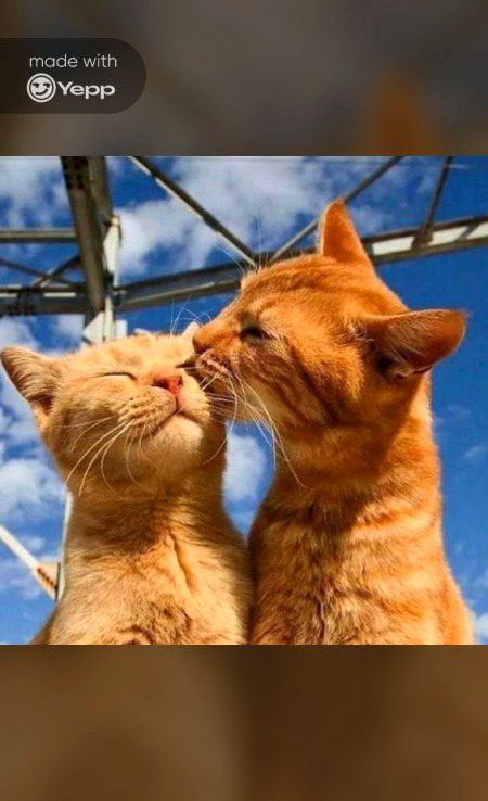 Beautifully cat 😺😸